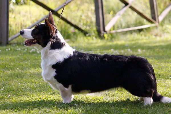 Trafox Sweet Carolina | Cardigan Welsh Corgi 