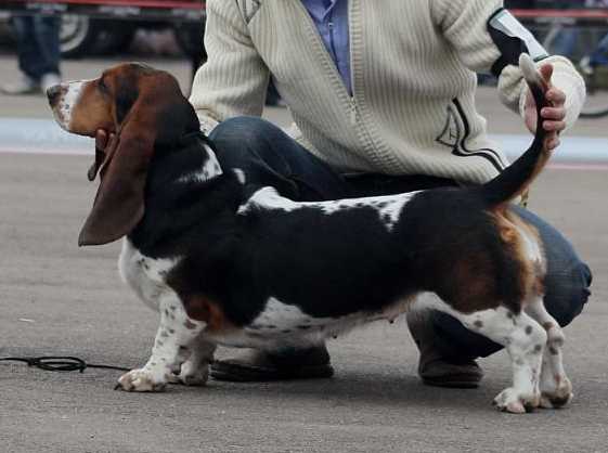 MAROSHKA | Basset Hound 