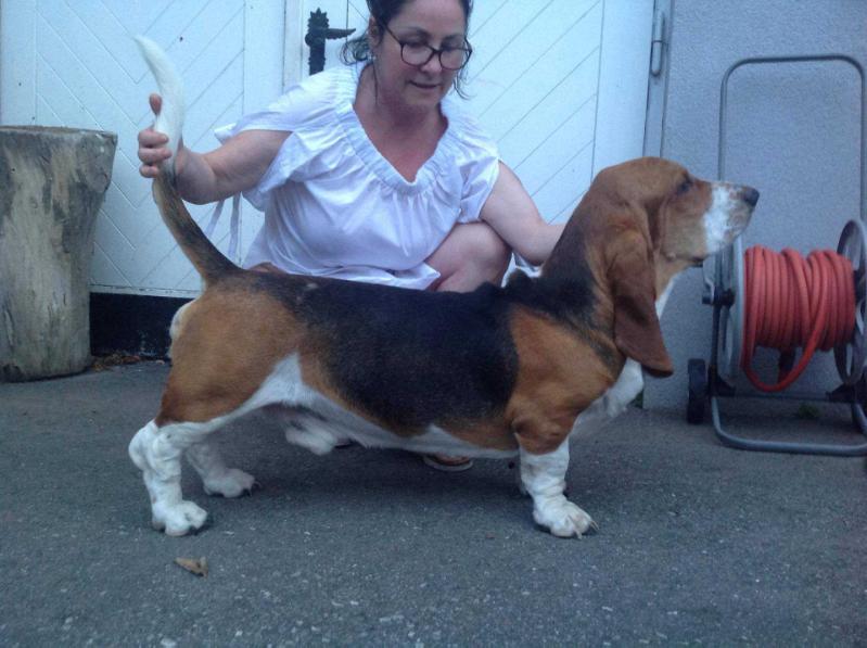 Anton The Paradisehound | Basset Hound 