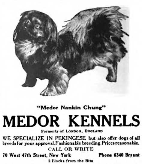 Medor Nankin Chung (~1918) | Pekingese 