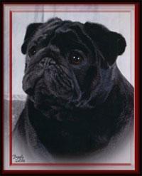 Rose's morpheuss | Pug 