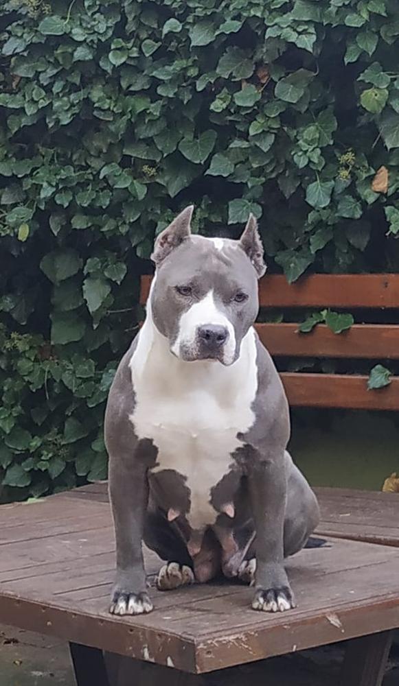 The Blue FAWN Amstaff Arona Blue Superstar - Kirka | American Staffordshire Terrier 