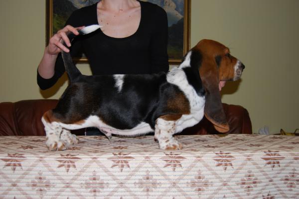 Chopin Gloomy clown | Basset Hound 