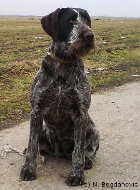 Tanja IV vom Donaueck | German Wirehaired Pointer 