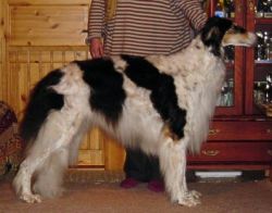 Borscana Helter Skelter | Borzoi 