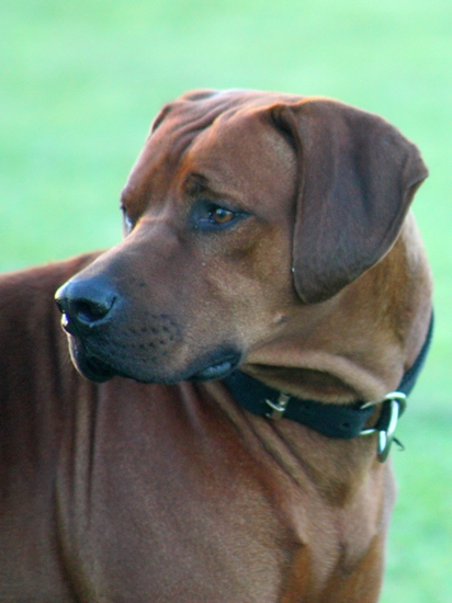 Aresvuma Tayari Odysseus | Rhodesian Ridgeback 