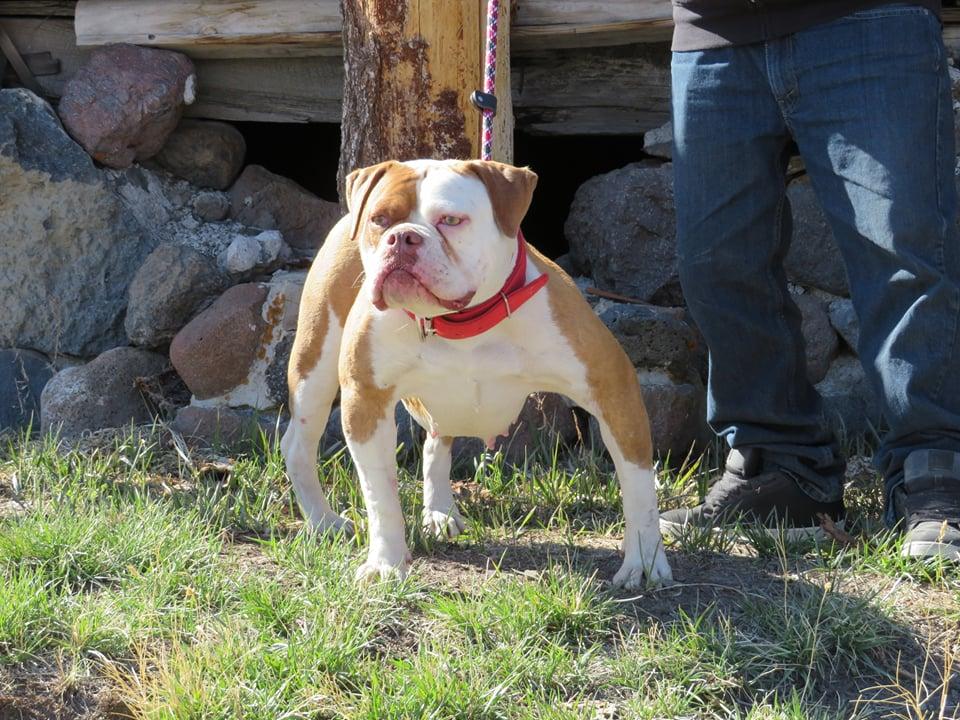 XSB's Fiona | Olde English Bulldogge 