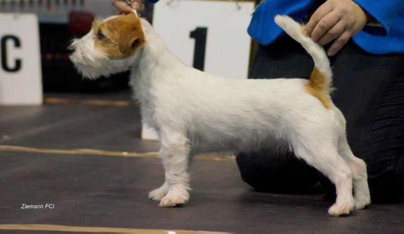 JASMINE JEWEL Ziemann | Jack Russell Terrier 