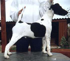 Favorit od Rytire Malovce | Smooth Fox Terrier 