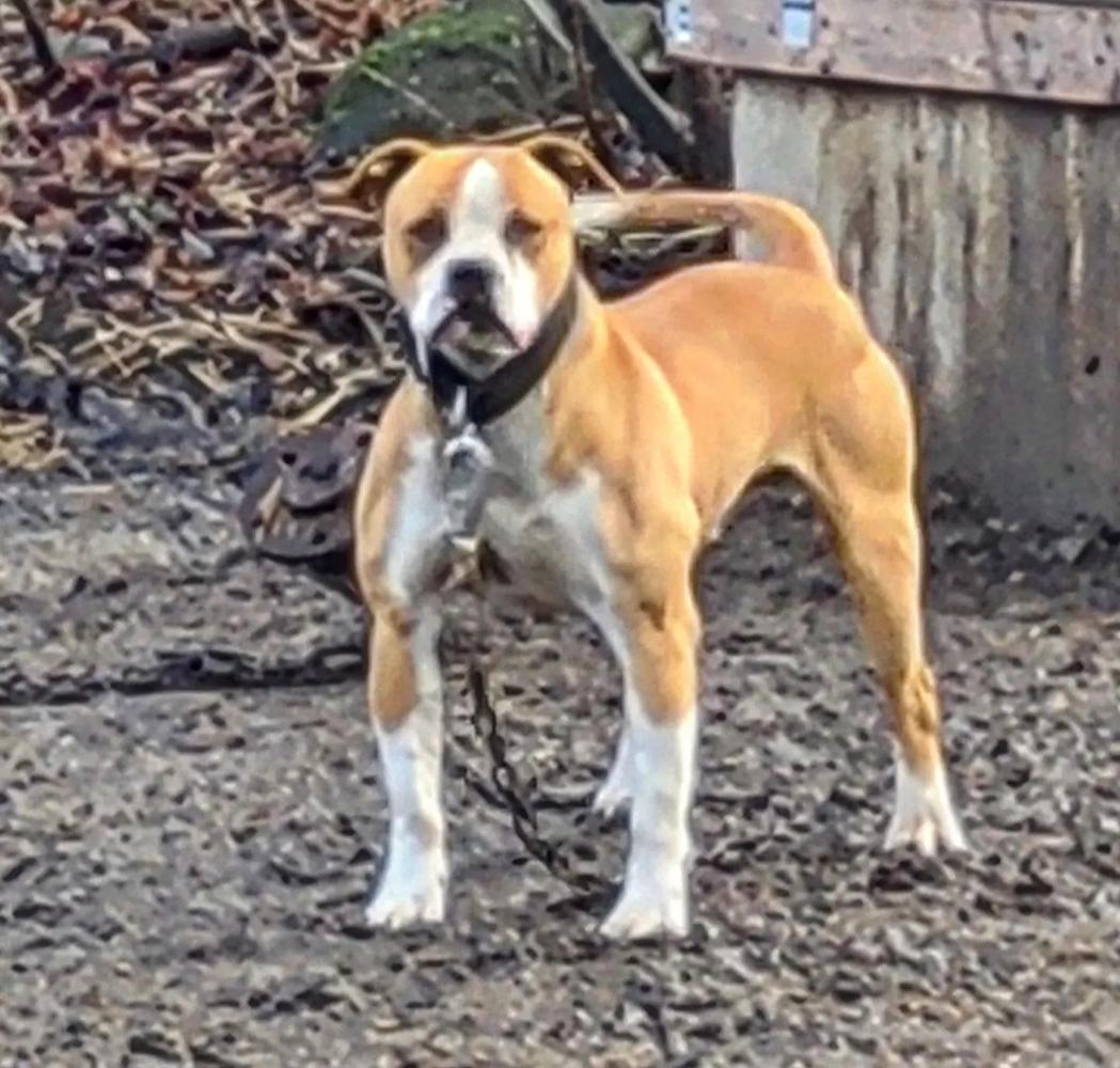 Libbertys Pope Andrew of A.S | American Bulldog 