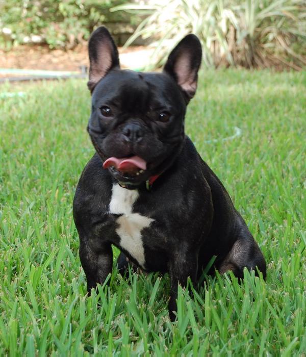 TOPLINE'S BLACK BETTY | French Bulldog 