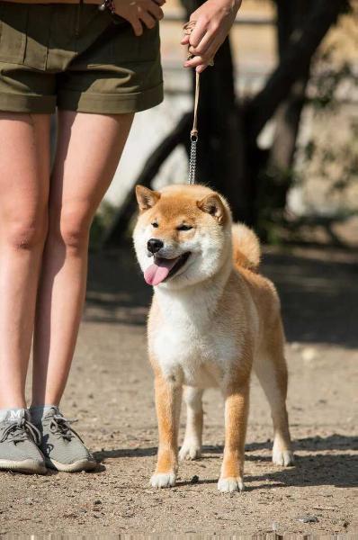 Triumf sibiri belli shayari | Shiba Inu 