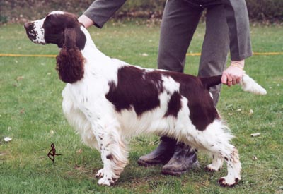 Barecho Fun For The Future | English Springer Spaniel 