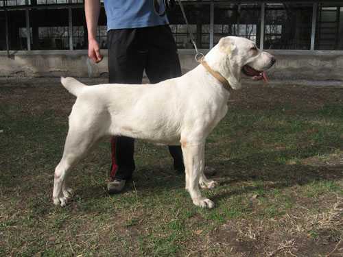 Ali Aladja Elfa | Central Asian Shepherd Dog 