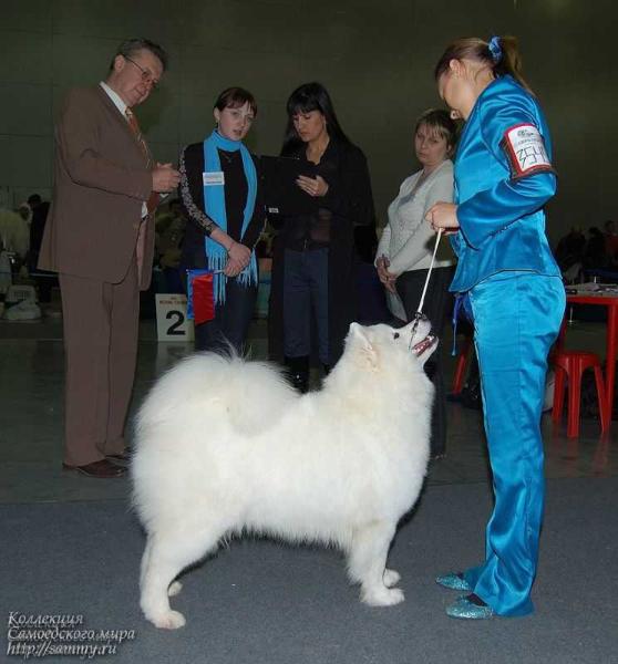 Romashka iz Moskovskoy Metely | Samoyed 