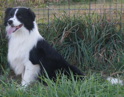 Shoreland's Grand Illusion | Border Collie 