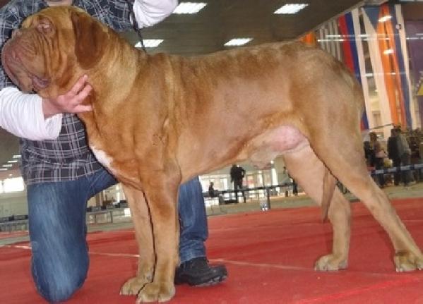 Titus | Dogue de Bordeaux 