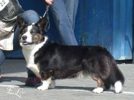 CATELLUS DARK DORIAN | Cardigan Welsh Corgi 