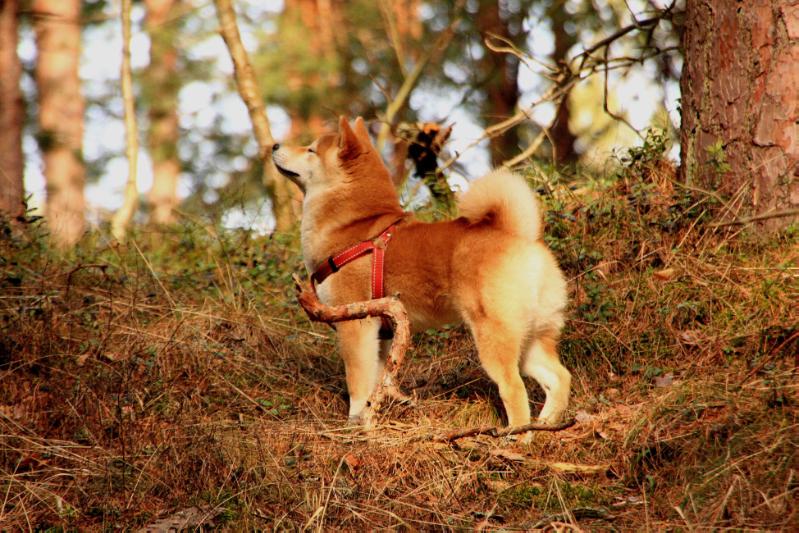 Cayan PolarisNoche | Shiba Inu 