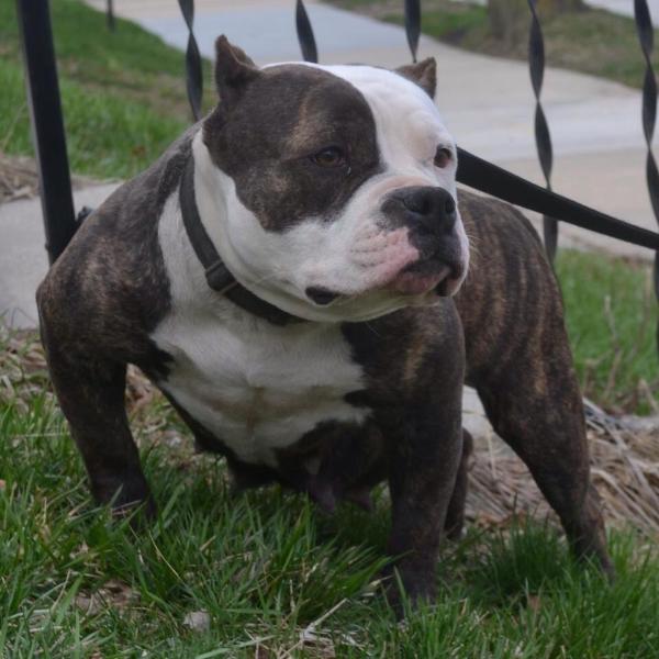 WCG ACELINE'S 2-FACE | American Pit Bull Terrier 