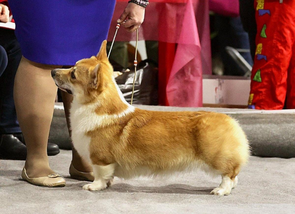Frei Wind Indigo | Pembroke Welsh Corgi 