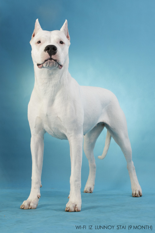 Wi-Fi iz lunnoy stai | Argentine Dogo 