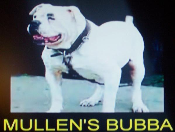 Mullen's Bubba (American Bulldog) | Olde English Bulldogge 