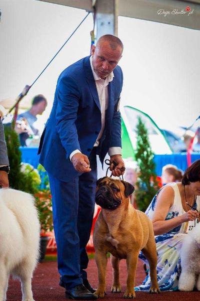 Full House Make A Wish | Bullmastiff 