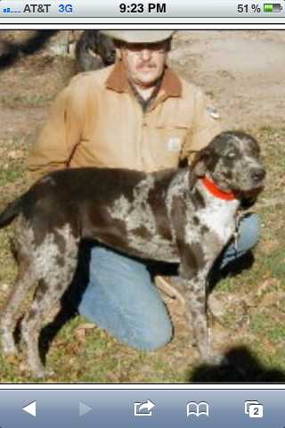 Mason’s blue | Catahoula Leopard Dog 