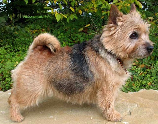 E.T.Moon of little Bumble-Bee | Norwich Terrier 