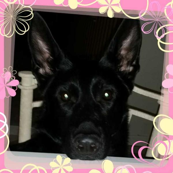 Xina VomTexidor Von Crooked Creek | German Shepherd Dog 