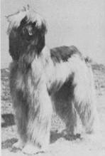 Rajah Of Arken | Afghan Hound 