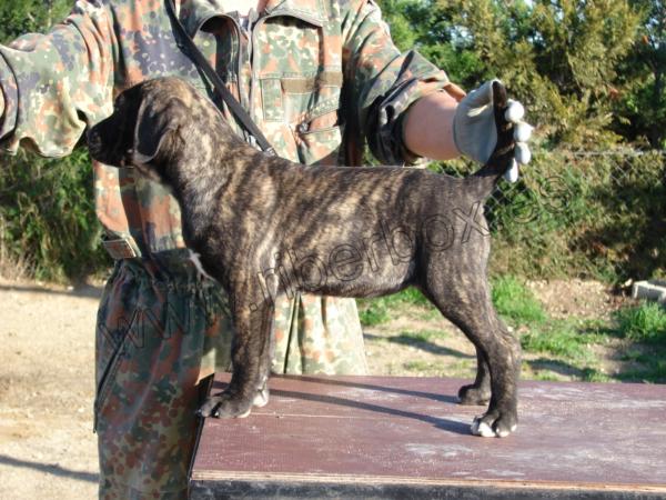 Riberbox Frida | Perro de Presa Canario 