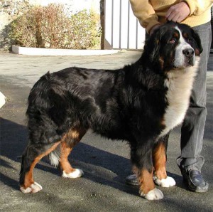 Tartiflette du Haras de la Vergne | Bernese Mountain Dog 