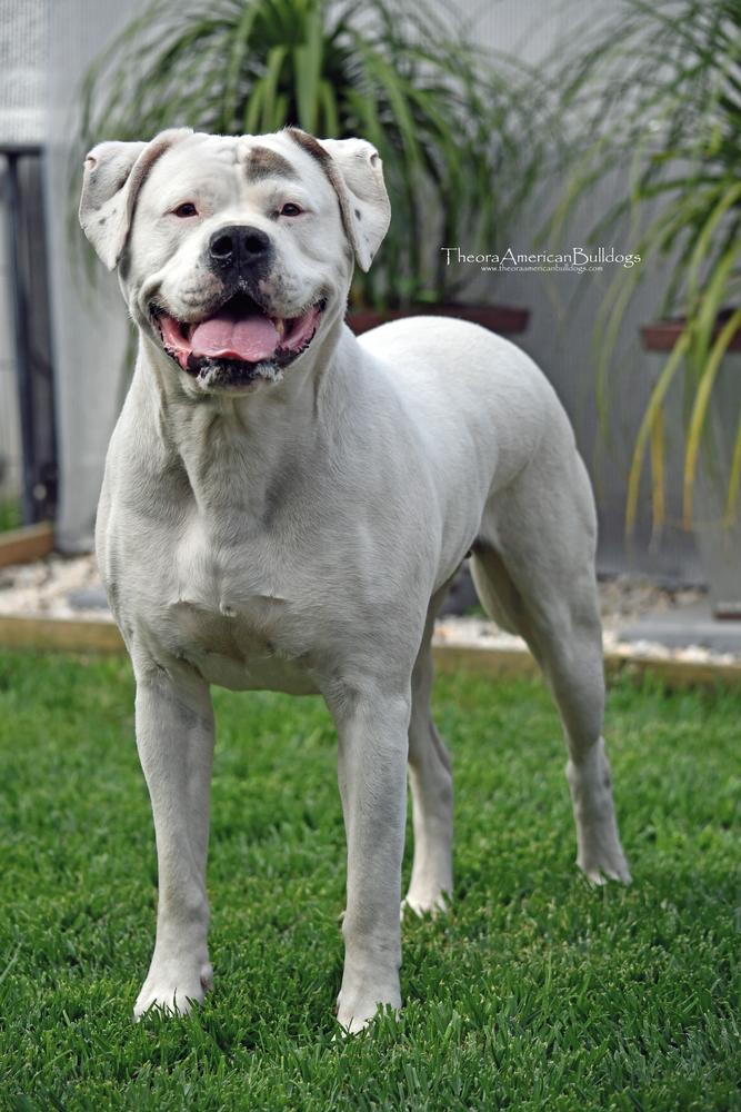 Theora's Dracarys | American Bulldog 