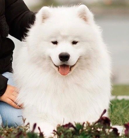 Looks Like a Dream iz Moskovskoy Metely | Samoyed 