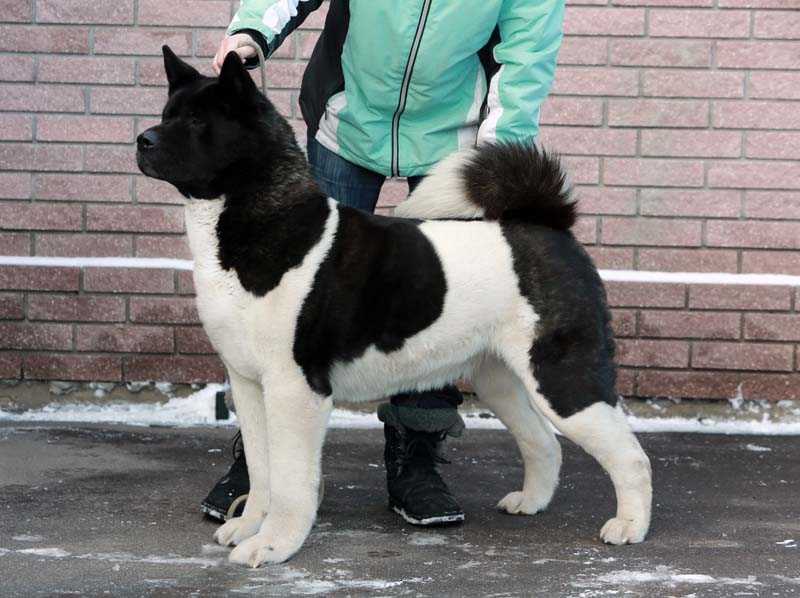 Anzhi Black Diamond | Akita 