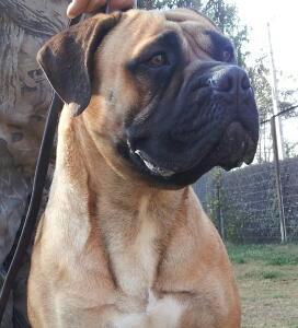 TORO DIAVOLO KRASA ROSSII | Bullmastiff 