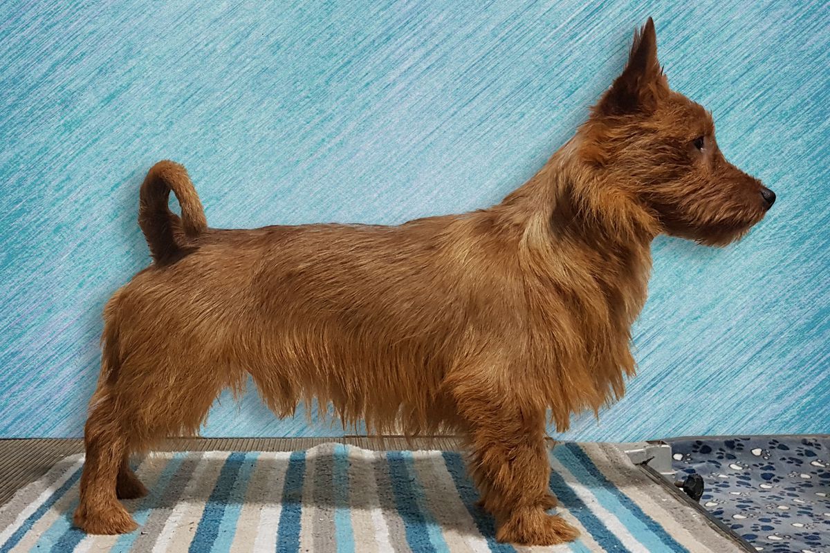YAKOGOR GELIODOR DAR SOLNTSA | Australian Terrier 