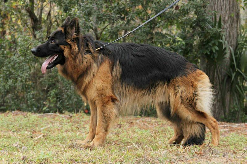Sargeant vom Naumowicz | German Shepherd Dog 