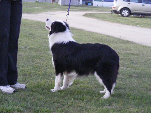 Bordaluvu made to order | Border Collie 