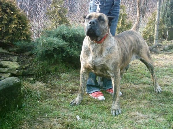 Amuna Xanti Land | Perro de Presa Canario 