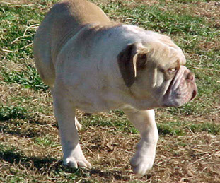 NUNLEY'S KOKAMOE JOE | Olde English Bulldogge 