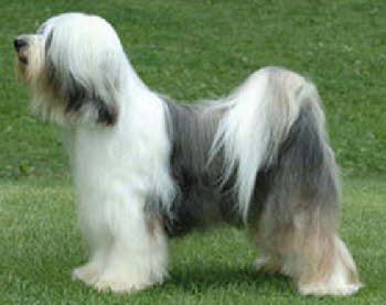 KYANG'S PA-TIN TO ALILAH | Tibetan Terrier 