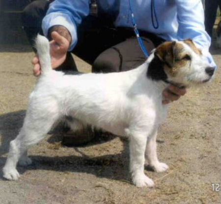 Jj2004 | Jack Russell Terrier 