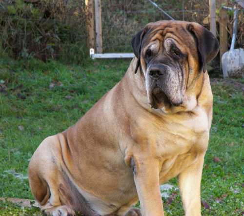 Thorarps Allan | Mastiff 