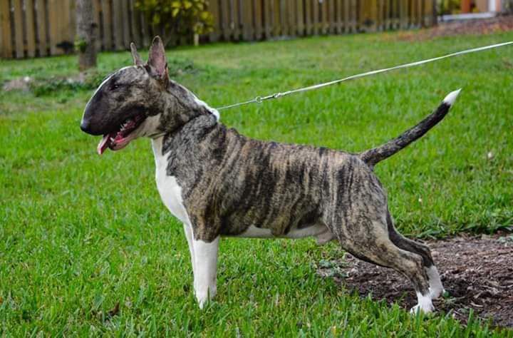 Javarke Argent At Energon | Bull Terrier 