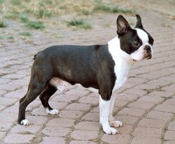 Kennedy's Western Legend | Boston Terrier 