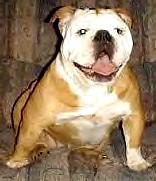 Vastines Mr.Wrinkles | Olde English Bulldogge 