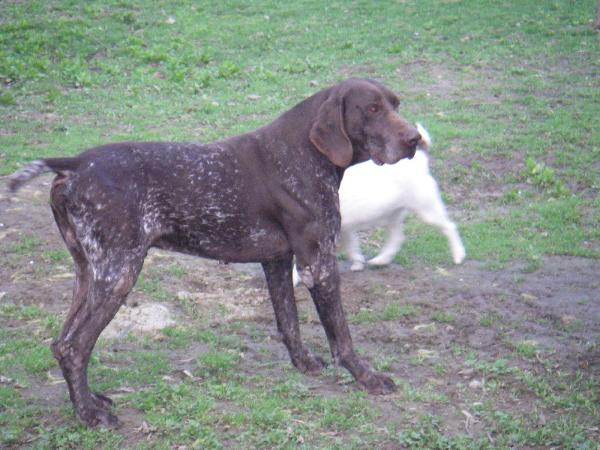 Tao du Mas de l'Arbre | German Shorthaired Pointer 